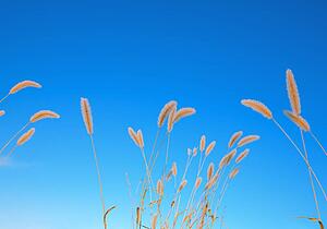 Ears of wheat