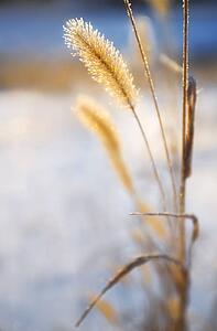 Close-up of ears of wheat