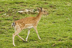 Fallow deer