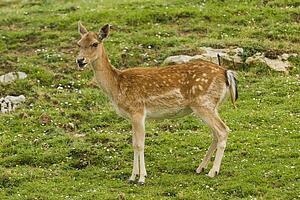 Fallow deer