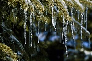Icicles hanging from tree branches