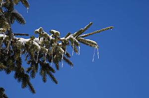 Icicles hanging from tree branches