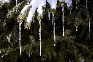 Icicles hanging from tree branches