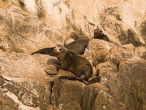 Sea Lion, Los Cabos, Mexico 