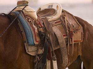 Horse and saddle