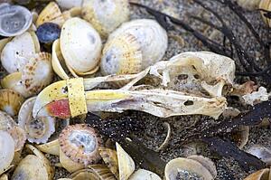 Seashells and crab leg