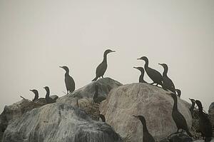 Birds on rocks
