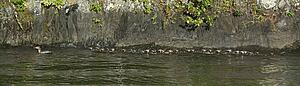 Ducks swimming