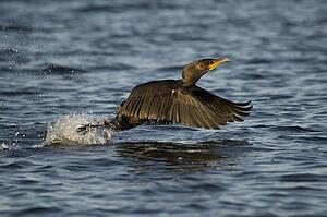Cormorant (Phalacrocorax) 