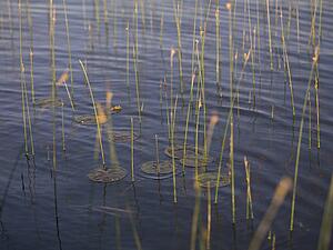 Aquatic plants