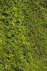 Green shrubs