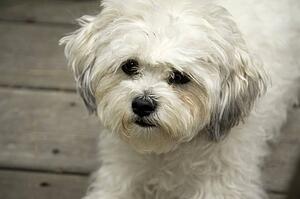 Lake of the Woods, Ontario, Canada; Lulu, a Bichon Maltaise