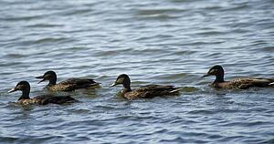 Lake of the Woods, Ontario, Canada; Group of ducks floating on lake