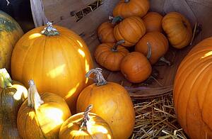 Abundance of pumpkins