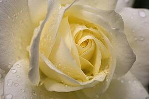 Close-up of yellow rose