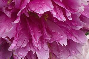 Close-up of pink flower