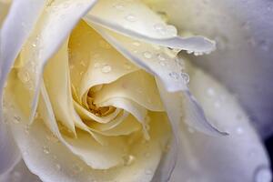 Close-up of yellow rose