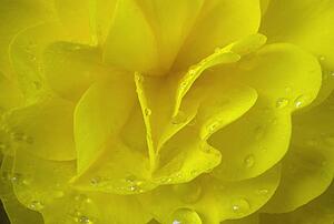 Close-up of yellow flower