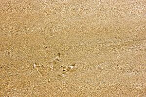 Single bird footprint in the sand