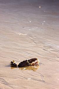 Crab claw buried in the sand