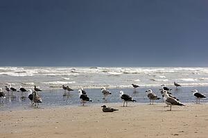 East Riding, Yorkshire, England; Terns and gulls on the foreshore