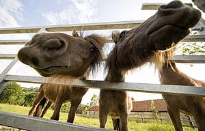 North Yorkshire, England; Horses looking through fence