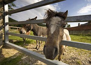 North Yorkshire, England; Horses looking through fence