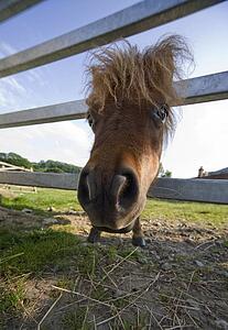 North Yorkshire, England; Horse looking through fence