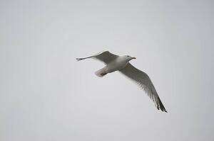 Lake of the Woods, Ontario, Canada; Gulls over the lake