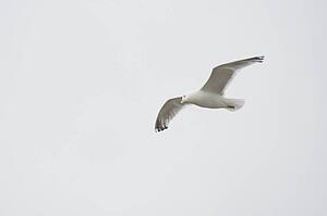Lake of the Woods, Ontario, Canada; Gulls over the lake