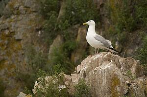 Lake of the Woods, Ontario, Canada; Gulls at the lake 