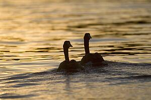 Hawrelak Park, Edmonton, Alberta, Canada; Canada geese swimming at sundown