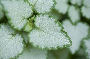 Lake of the Woods, Ontario, Canada; Leaves in a garden