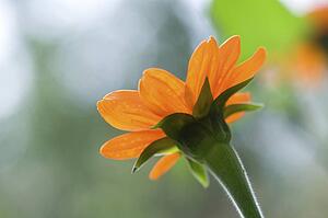Lake of the Woods, Ontario, Canada; Flower in the woods