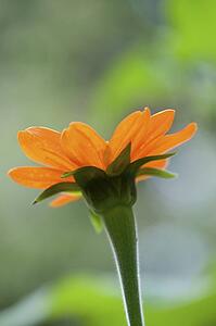 Lake of the Woods, Ontario, Canada; Flower in the woods