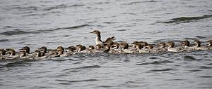 Lake of the Woods, Ontario, Canada; Duck and ducklings swimming in lake