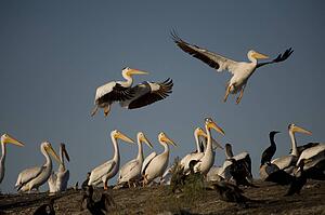Lake of the Woods, Ontario, Canada; Pelicans