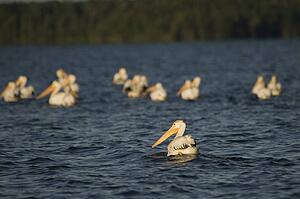 Lake of the Woods, Ontario, Canada; Pelicans on the water