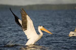 Lake of the Woods, Ontario, Canada; Pelican preparing to take flight