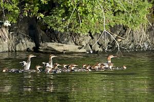 Lake of the Woods, Ontario, Canada; Ducks and ducklings on the water