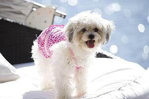 Lake of the Woods, Ontario, Canada; Maltese dog on cushion