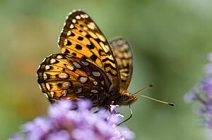 Lake of the Woods, Ontario, Canada; Butterfly gathering nectar from flower