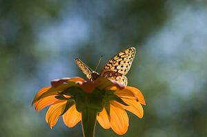 Lake of the Woods, Ontario, Canada; Butterfly gathering nectar from flower