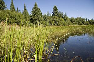 Lake of the Woods, Ontario, Canada; Reedbeds on the water
