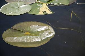 Lake of the Woods, Ontario, Canada; Lilypads on the water