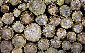 Group of logs
