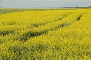 Prairies, Lake of the Woods, Ontario, Canada; Prairies