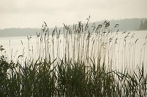 Lake of the Woods, Ontario, Canada; Timothy grass at the edge of a lake
