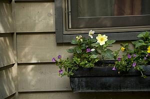 Lake of the Woods, Ontario, Canada; Flowers in a window box