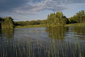 Lake of the Woods, Ontario, Canada; Forest surrounding the lake edge